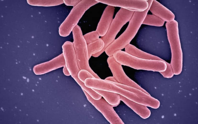 Bakteriofagi kontra superbakterie. Polka współautorką ważnej publikacji w “Nature”