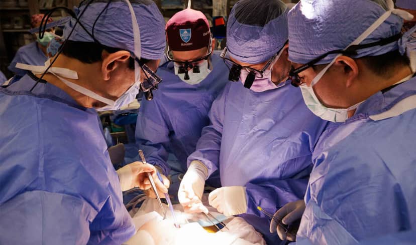 Świńskie nerki ratują ludzi. Historyczna decyzja FDA