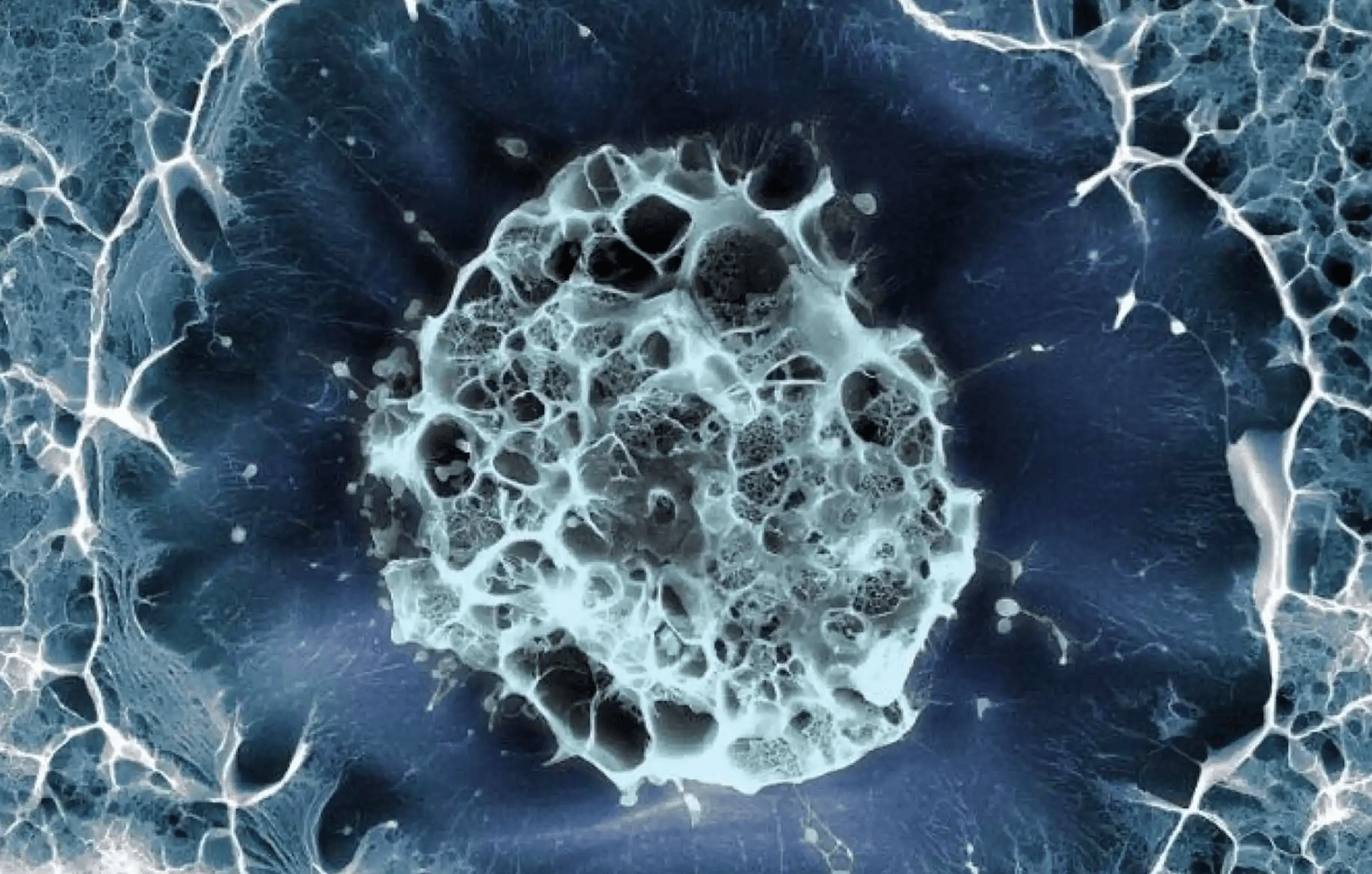 Komórki macierzyste – zdjęcie poglądowe /Fot. Chan Zuckerberg Initiative
