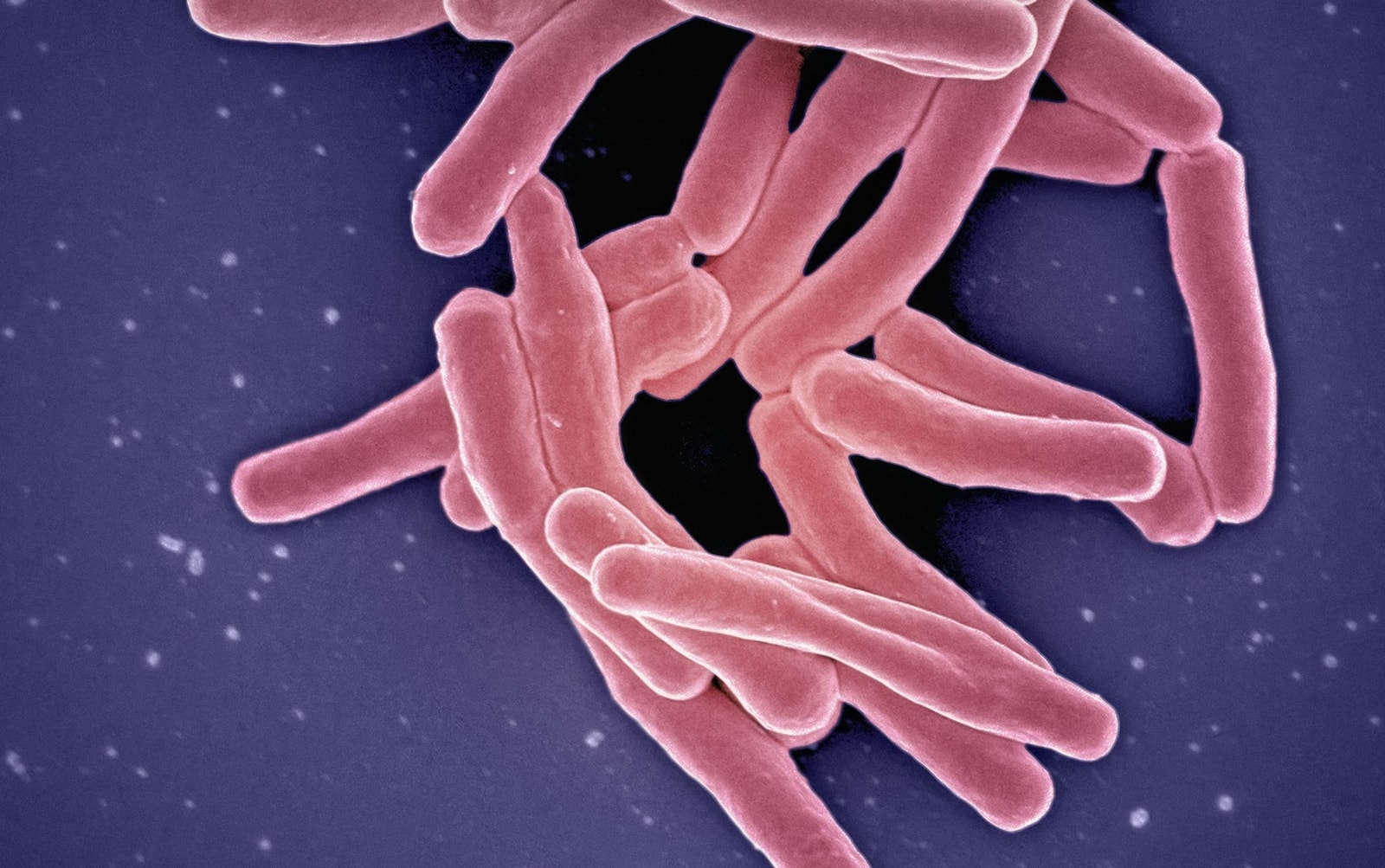 Bakterie – zdjęcie poglądowe /Fot. Unsplash