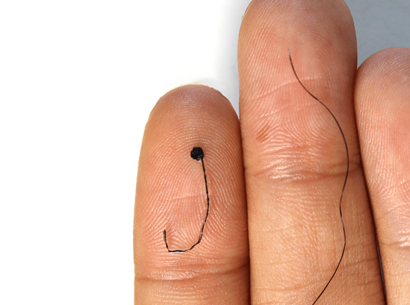 Porównanie nowej elektrody EEG (po lewej) i ludzkiego włosa (po prawej) /Fot. Penn State