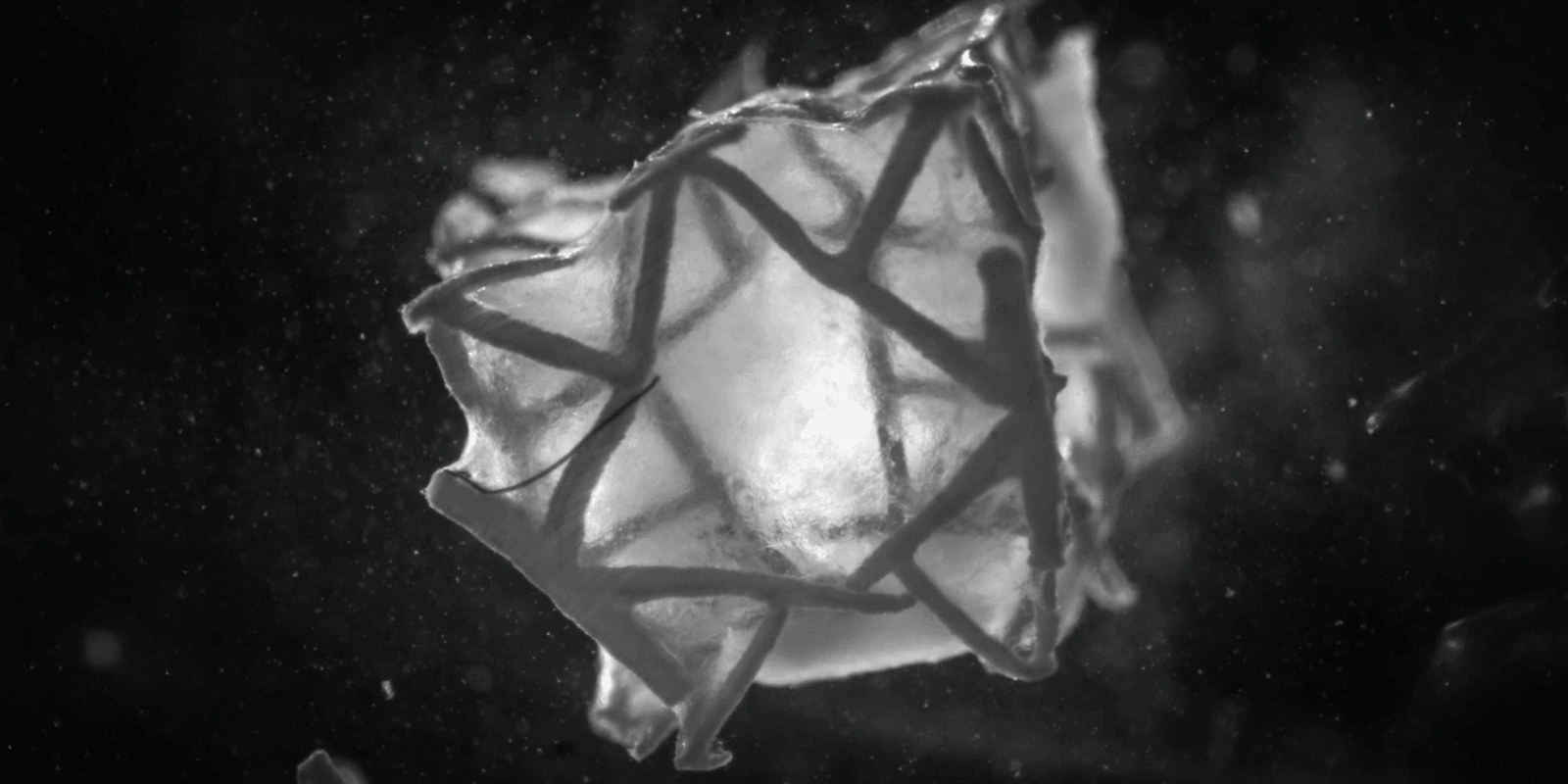 Ilustracja rusztowania wydrukowanego w technologii 3D, które kurczy się w tkance serca /Fot. ETH Zurich