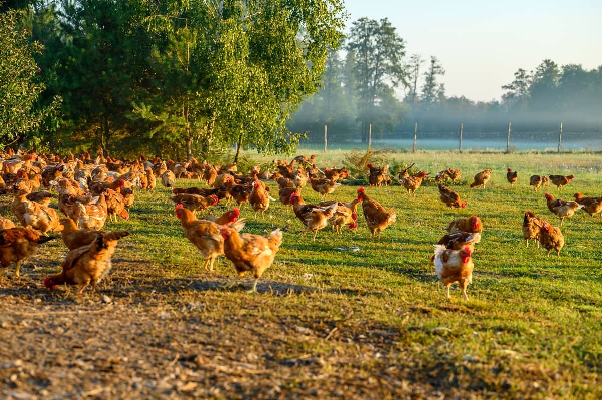 Badania naukowców z SGGW potwierdzają: sposób chowu kurczaka ma ogromne znaczenie dla naszego zdrowia